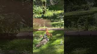 Fox marking my yard as his territory 🦊