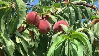 Peach picking #shorts