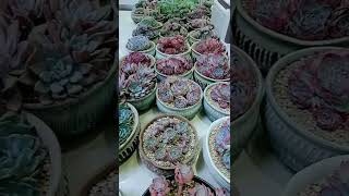 Satisfying Succulent Diy #102