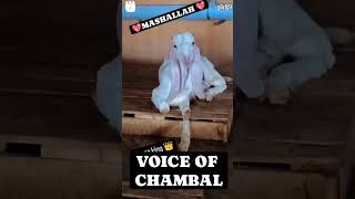 VOICE OF ALI GOAT FARM #viral #viral #viral