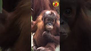 Funny Baby Orangutan #Shorts