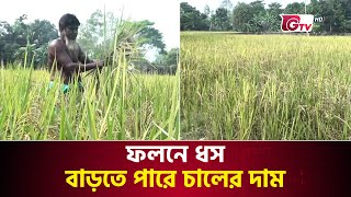 ফলনে ধস, বাড়তে পারে চালের দাম | Mymensingh News | Increase Rice Price | Agriculture News | Gtv News