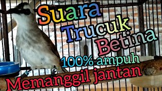 Suara Trucuk betina