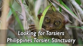 Meet Tarsier Man, Carlito Pizarras at The Philippines Tarsier Sanctuary