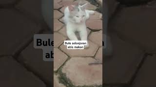 Bule kucing tetangga#cat #catlover #kucing #kucinglucu #cu#cutecat #kucingimut #shorts