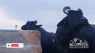 Top 10 kundi buffalo breed | Banni | Sindhan | Jan Mohd Farm | biggest buffalo breeding