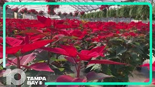 Recent hurricanes make impacts on poinsettias ahead of the holiday season