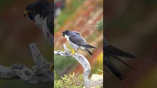 Peregrine Falcon  #subscribe #shorts #wildlife #nature #birdwatching #birdsofprey #falcon #raptors