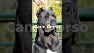 EXPECTATIVA DE VIDA - Cane Corso #short #shorts #curiosidades