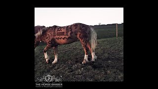 The Healing Horse Clipping : By The Horse Barber