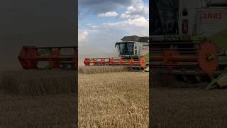 Žně 2024 🌾 #farming #farmers #tractorvideo #combine #tatra #villagelife