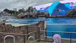 Killer whale(Orca) tail splash! show - Sea world San Diego