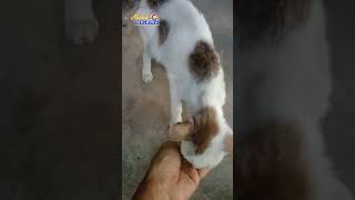 Kasihan Liat Si Meow Sakit #shots #cat #kucing #catkucing #catlover #cats #catvideos