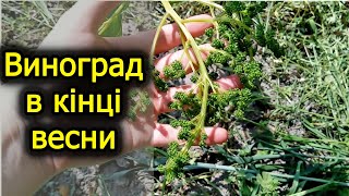 Виноградник в кінці весни. Проломка зелених пагонів. Обробка по 3-5 листу. Виноград 2023