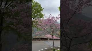 Beautiful cherry blossom on the road #evasabela #sakura #beautiful #nature