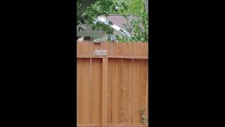 blue jay VS a woodpecker #shorts