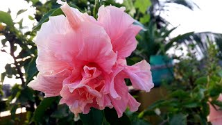 Hibiscus flower plant (pink)