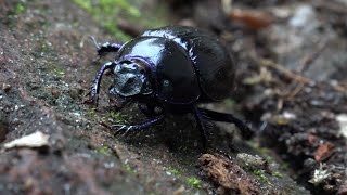 Dor beetle #3