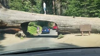 Through Tunnel Log