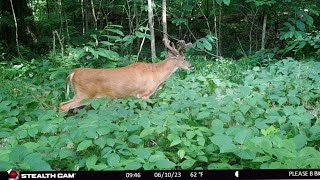 Summertime trail cameras from the union electrician.