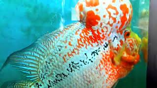 Breeding Malau and Kamfa #Flowerhorn