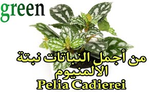 نبتة الألمنيوم pelia Cadierei