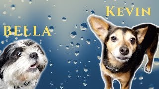 Bella & Kevin at the PetValu self serve doggy wash.