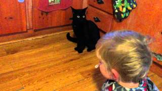 Toddler Blows bubbles for cat