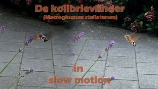 De kolibrievlinder (Macroglossum stellatarum) in slow motion - Hummingbird hawk-moth