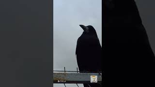 intresting fact about Crow