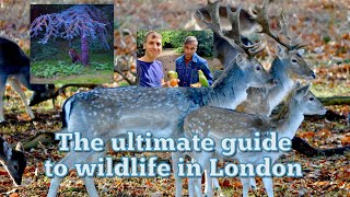 Ultimate Guide to Finding Wildlife In London