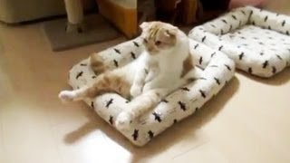 Sad Cats Compilation - FUNNY