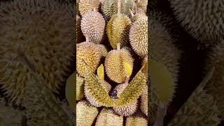 Durian #babyboy #viralvideo #viral #baby #trending #trend