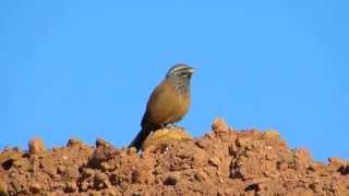 Birds of Morocco: House Bunting درسة صحراوية