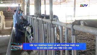 Tiếp tục thương thảo và bồi thường thiệt hại vụ bò sữa chết sau tiêm vắc-xin