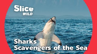 Sharks, Scavengers of the Sea | SLICE WILD