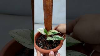 Potting Soil for Pothos & Epipremnum Indoor Plants - Houseplant Care for Beginners