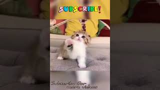 Kitten playing video | Cute kitten playing |playful kitten playing #Kitten #Shorts #KiddiesHobbies