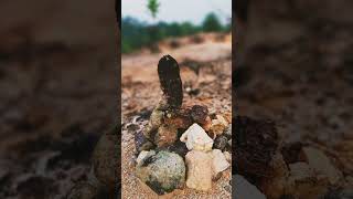 Stone Balancing Sungai Long Hill