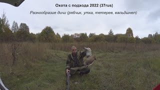 Осенняя охота 2022. Охота подхода