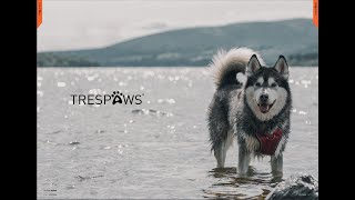 TRESPAWS POUR CHIENS - FOR DOGS