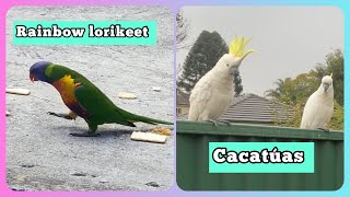 Cacatúa y loritos arcoiris Australianos en mi Casa | Cockatoos & Rainbow lorikeet #Shorts #Short