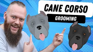 WHATS THE GROOMING LIKE FOR A CANE CORSO