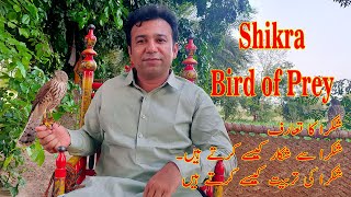 Introduction of Shikra Bird of Prey Hunting By Mian Qamar from Just Hunters