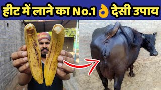 गाय/भैंस को हीट में लाए मात्र 2-3 दिनों में👌| Heat problem solution in dairy farm|Cow/Buffalo Heat.