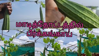 மாடித்தோட்டத்தில் பீர்க்கங்காய்