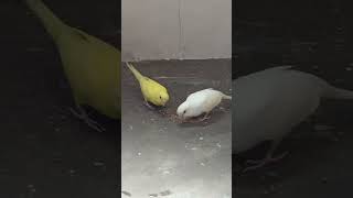 Eating 😋             #animals #viral #viralvideo #cute #birds #shorts #short #video #eating