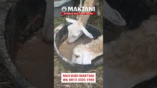 Alhamdulillah Dedak Halus Giling Padi MAKTANI Disukai Kambing Lur - Info Pembelian WA 081333251988