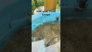 Frogs#frogs#Funny #ReleaseTheFrogs #FunnyFrogs#Comedy #LikeAndSubscribe