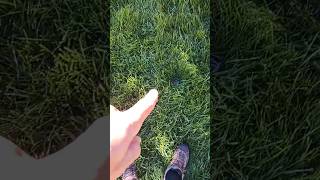 TURF installers ARE LAZY! 😡🤬 WATCH OVER THEM! 🫣😭#shorts #diy #sprinkler #grass